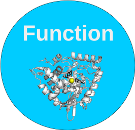 Function SIG: Gene and Protein Function Annotation
