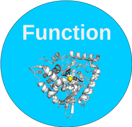 Function